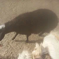 بره.فروشی رابر