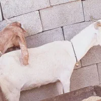 4عدد بز ویک پاچن|حیوانات مزرعه|چابهار, |دیوار