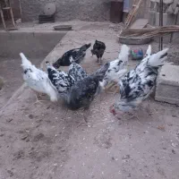 جوجه مرغ گلین