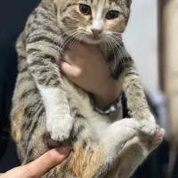 واگذاری بچه‌گربه