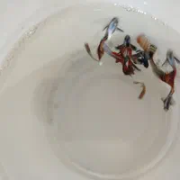 ماهی مولیگوپی میگوسوارترزبراکالربریچاردی مزرعه آبی|ماهی|یزد, |دیوار