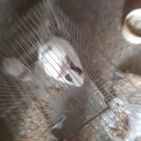 خرگوش|موش و خرگوش|فولادشهر, فولادشهر|دیوار