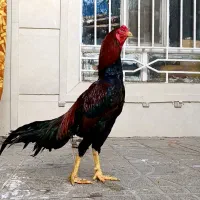 خروس لاری مرغ لاری|حیوانات مزرعه|تربت جام, اسماعیل آباد|دیوار