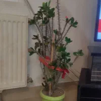 گل باگلدان