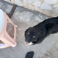 پاپی نر تربیت شده