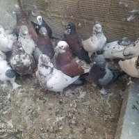 کفتر پرشتی