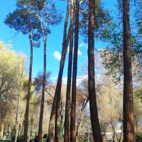 خرید درخت و هرس|خدمات باغبانی و درختکاری|اسکو, |دیوار