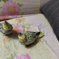 ۲عدد جوجه عروس هلندی