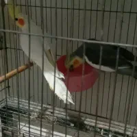 عروس هلندی مولد رو جوجه