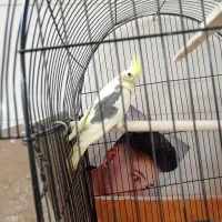 جوجه عروس هلندی|پرنده|تهران, خاک سفید|دیوار