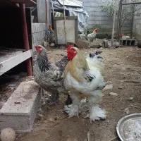 مرغ و خروس امپراطور