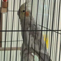 عروس هلندی نر و ماده
