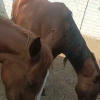 اسب ماده 6ساله سالم سر حال