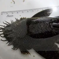 کت، پلکو L59 کلکسیونی صیدی ۲۱ سانتی