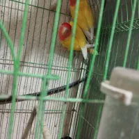 طوطی برزیلی|پرنده|اهواز, کوروش|دیوار