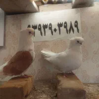 پشتدار زرد قنار