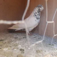 کبوتر پرشی|پرنده|گلپایگان, |دیوار