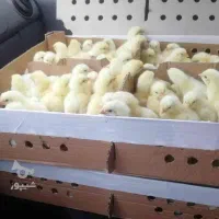 جوجه فوق سنگین گوشتی راس ۴ فاز منفی