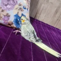عروس هلندی واگذاری