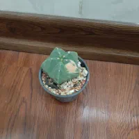 کاکتوس زیبا|گل و گیاه طبیعی|شاهین‌شهر, طالقانی|دیوار