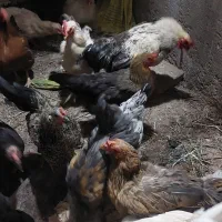 مرغ خروس