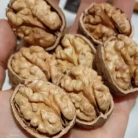 فروش گردو درجه یک