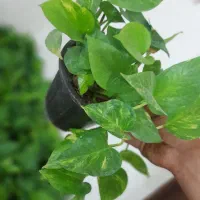 گیاه زیبای پتوس