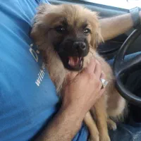 سگ خونه قمعت 12تومان با شناسامه