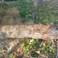 خریدانواع چوب باغی وارس باغ بابالاترین قیمت|خدمات باغبانی و درختکاری|گنبد کاووس, |دیوار