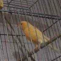 دوعدد قناری نر و ماده