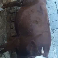 گوساله مونت بیلیارد