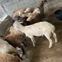 بره نر اصف هشت ماهه صحیح سالم