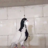 نر چپ سیاه شقه|پرنده|زاوه, |دیوار