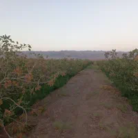 فروش ۳۳۰۰متر زمین پسته احمد آقایی ۲۳ساله|فروش دفتر صنعتی، کشاورزی، تجاری|بهاباد, |دیوار