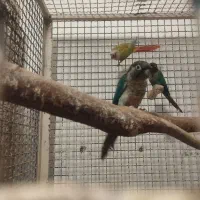 گرینچک مولد ضمانتی|پرنده|ایرانشهر, |دیوار