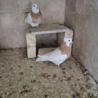 کبوتر|پرنده|چادگان, |دیوار