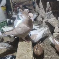 جوجه بغدادی جوجه تک|پرنده|میان جلگه, |دیوار