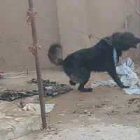 سگ قدرجونی نگهبان