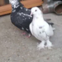 کبوتر