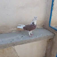 دوتاکفتر خوب