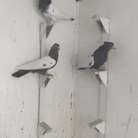 نر سوراخ ملقی