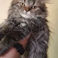 پرشین تبی 3 ماهه