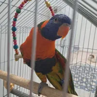 طوطی لری رنگین کمانی|پرنده|ری, اقدسیه|دیوار