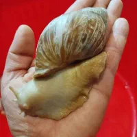 شاه مولد تخم گذار آلبینو