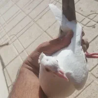 جوجه دم گلی دم زرد