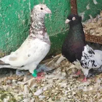کبوتر رنگه