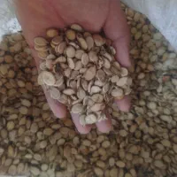 تخمه هندوانه