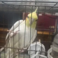 نر سخنگو