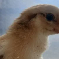 جوجه محلی 6 و 7 روزه