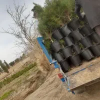 نهال|خدمات باغبانی و درختکاری|بیرجند, |دیوار